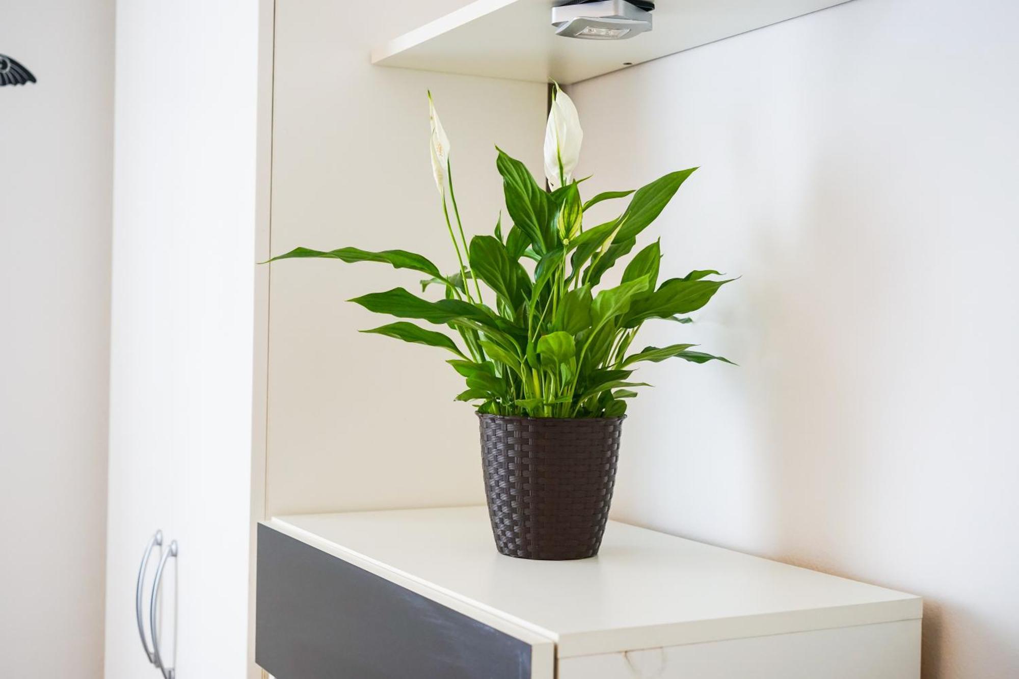 Floral Apartment Zára Kültér fotó